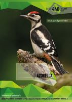 Sešit 440 A4 40 listů čistý Azorella, Strakapoud