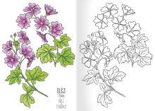 Omalovánka A5 - Herbář I. (1)